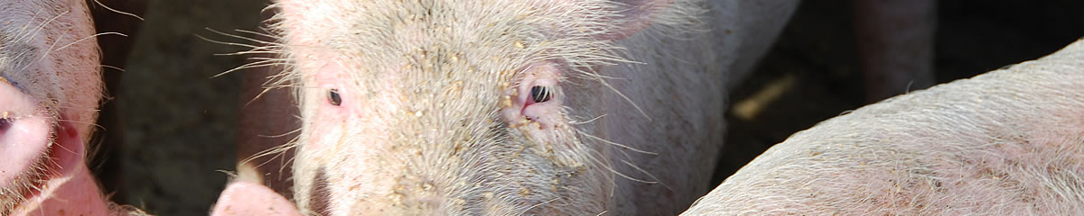 Tierarztpraxis Wyland Schwein