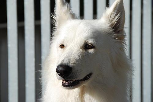 Infos der Tierarztpraxis Wyland zu Impfungen des Hundes