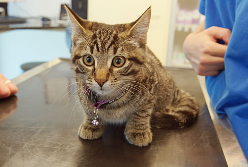 Infos der Tierarztpraxis Wyland zu Impfungen der Katze